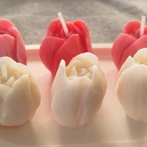Tulipan